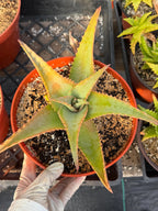 8” Aloe Elgonica | Specimen Succulent Plant | Tree Plant