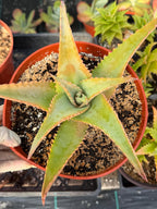 8” Aloe Elgonica | Specimen Succulent Plant | Tree Plant
