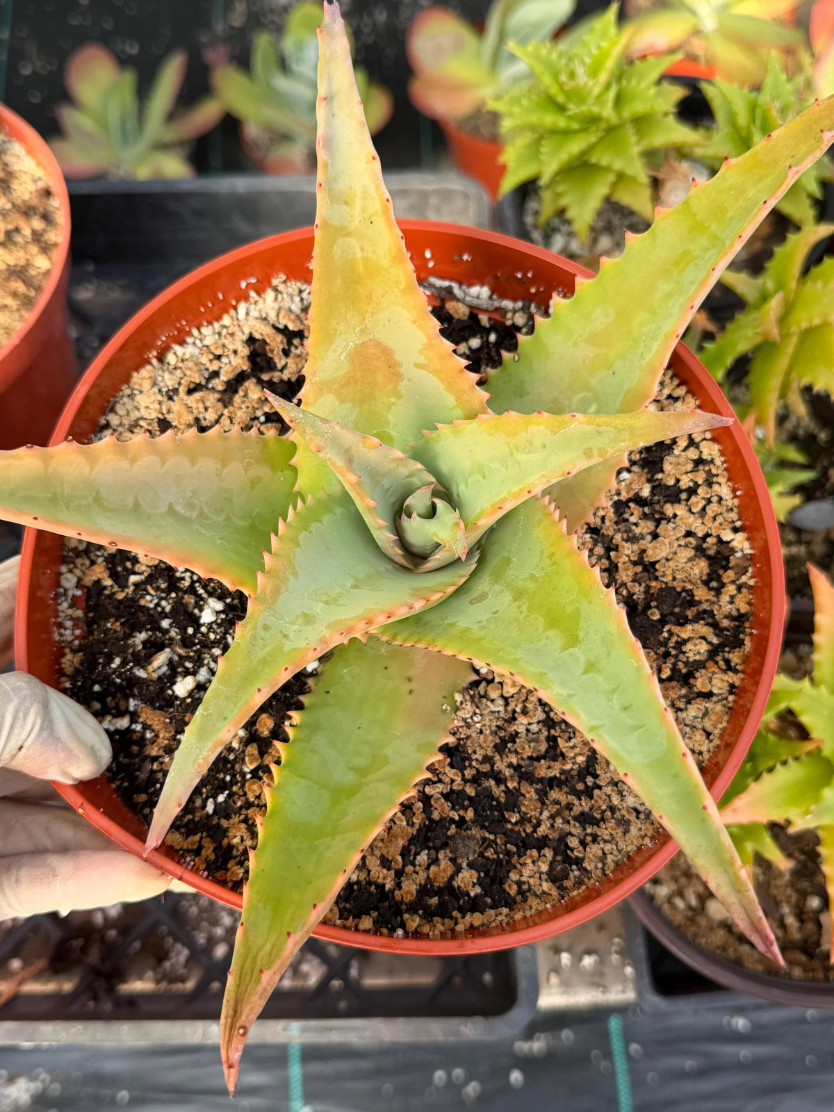 8” Aloe Elgonica | Specimen Succulent Plant | Tree Plant