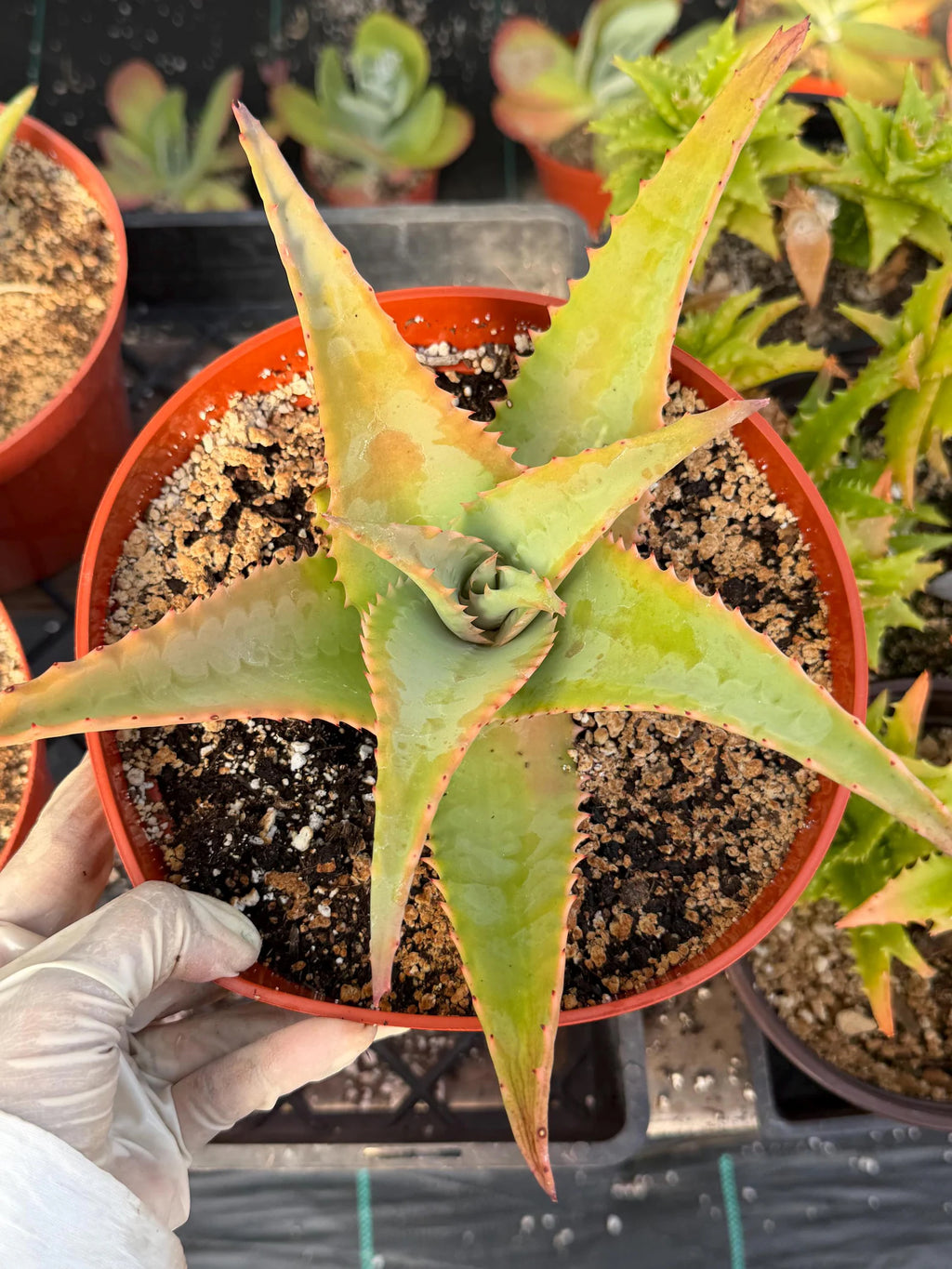 8” Aloe Elgonica | Specimen Succulent Plant | Tree Plant
