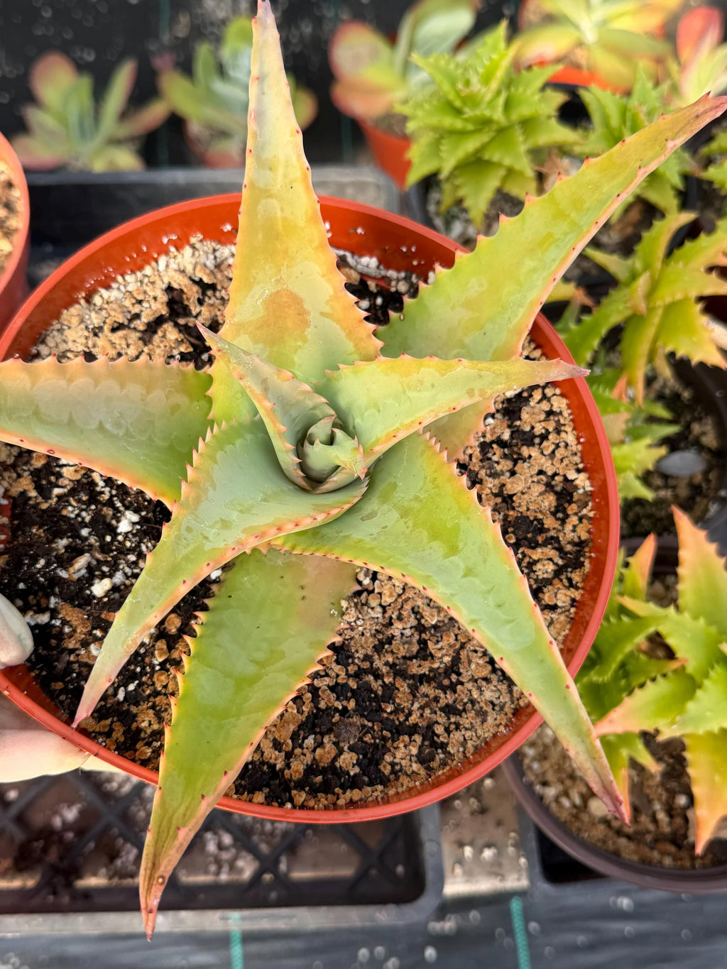 8” Aloe Elgonica | Specimen Succulent Plant | Tree Plant