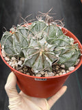 Astrophytum Capricorn Cluster | Live Cactus | Live Plant | #942