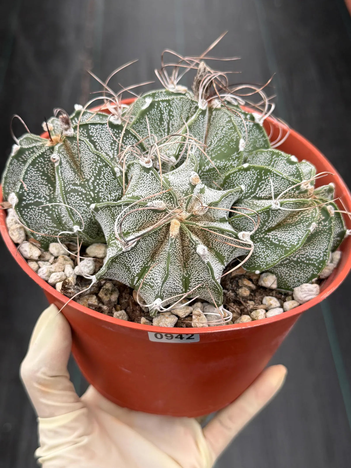 Astrophytum Capricorn Cluster | Live Cactus | Live Plant | #942