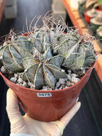 Astrophytum Capricorn Cluster | Live Cactus | Live Plant #675