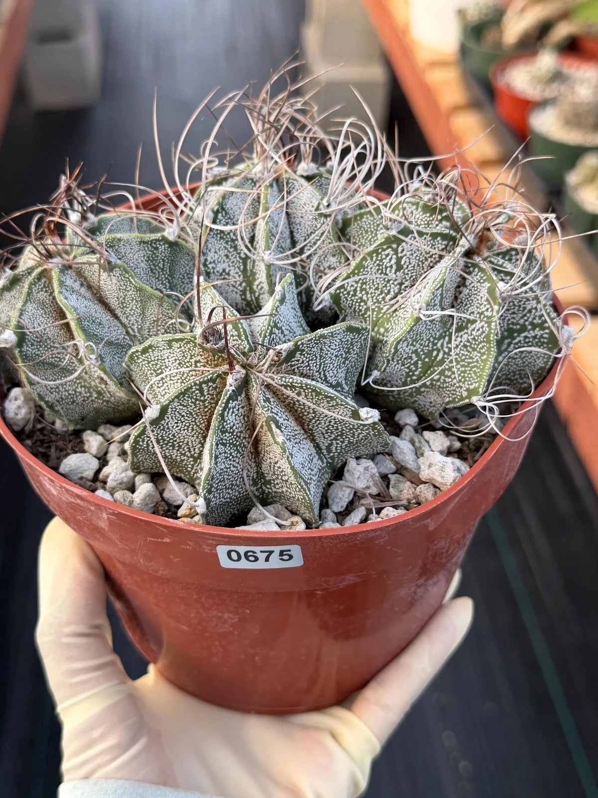 Astrophytum Capricorn Cluster | Live Cactus | Live Plant #675