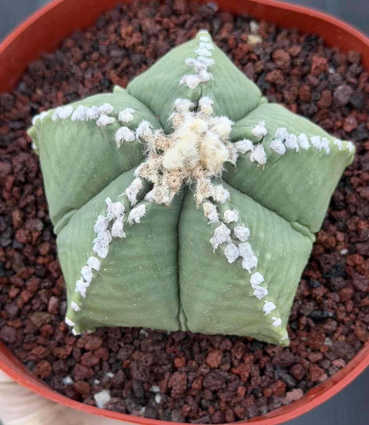 Astrophytum Myriostigma | Seed Grown | Rare Cactus | Spineless Succulent | Easy Care Indoor Collector Plant Gift #921