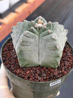 Astrophytum Myriostigma Kikko | Live Cactus | Rare Plant #641