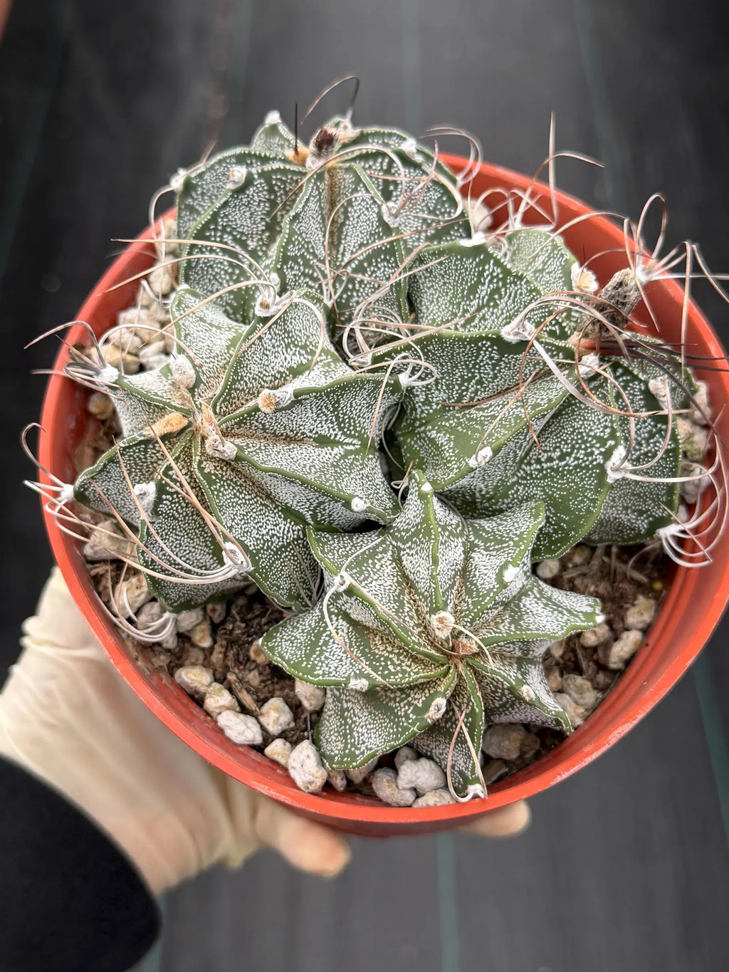 Astrophytum Capricorn Cluster | Live Cactus | Live Plant | #942