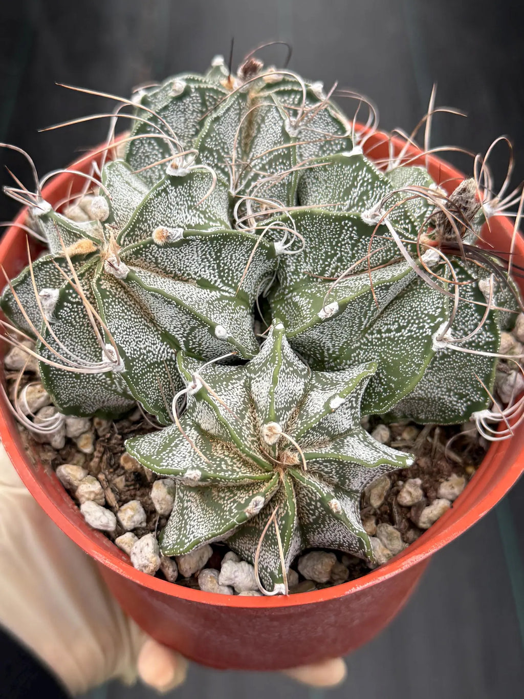 Astrophytum Capricorn Cluster | Live Cactus | Live Plant | #942