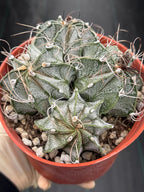 Astrophytum Capricorn Cluster | Live Cactus | Live Plant | #942