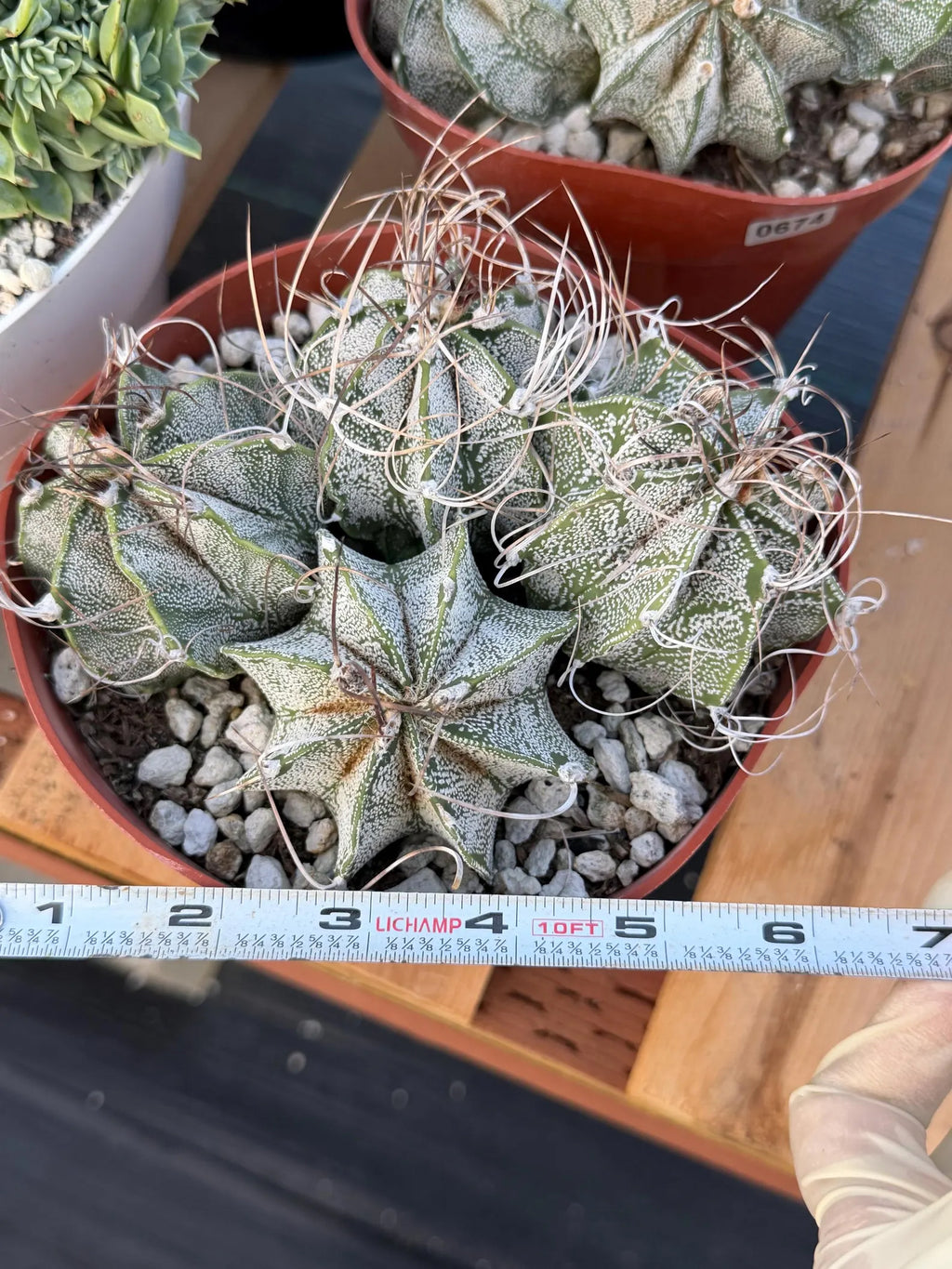 Astrophytum Capricorn Cluster | Live Cactus | Live Plant #675