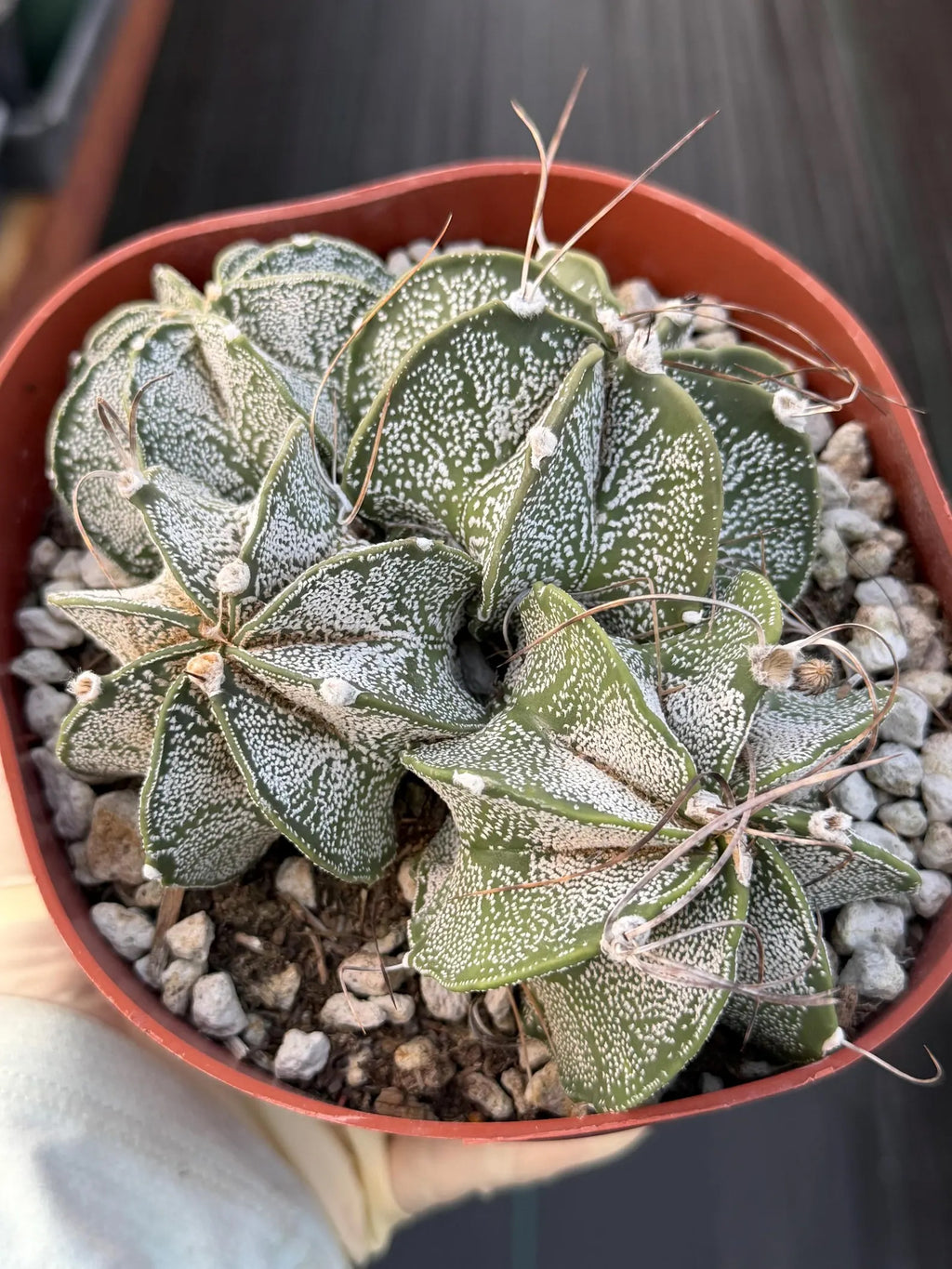 Astrophytum Capricorn Cluster | Live Cactus | Live Plant | #942