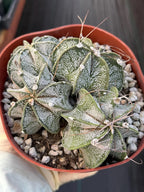 Astrophytum Capricorn Cluster | Live Cactus | Live Plant | #942