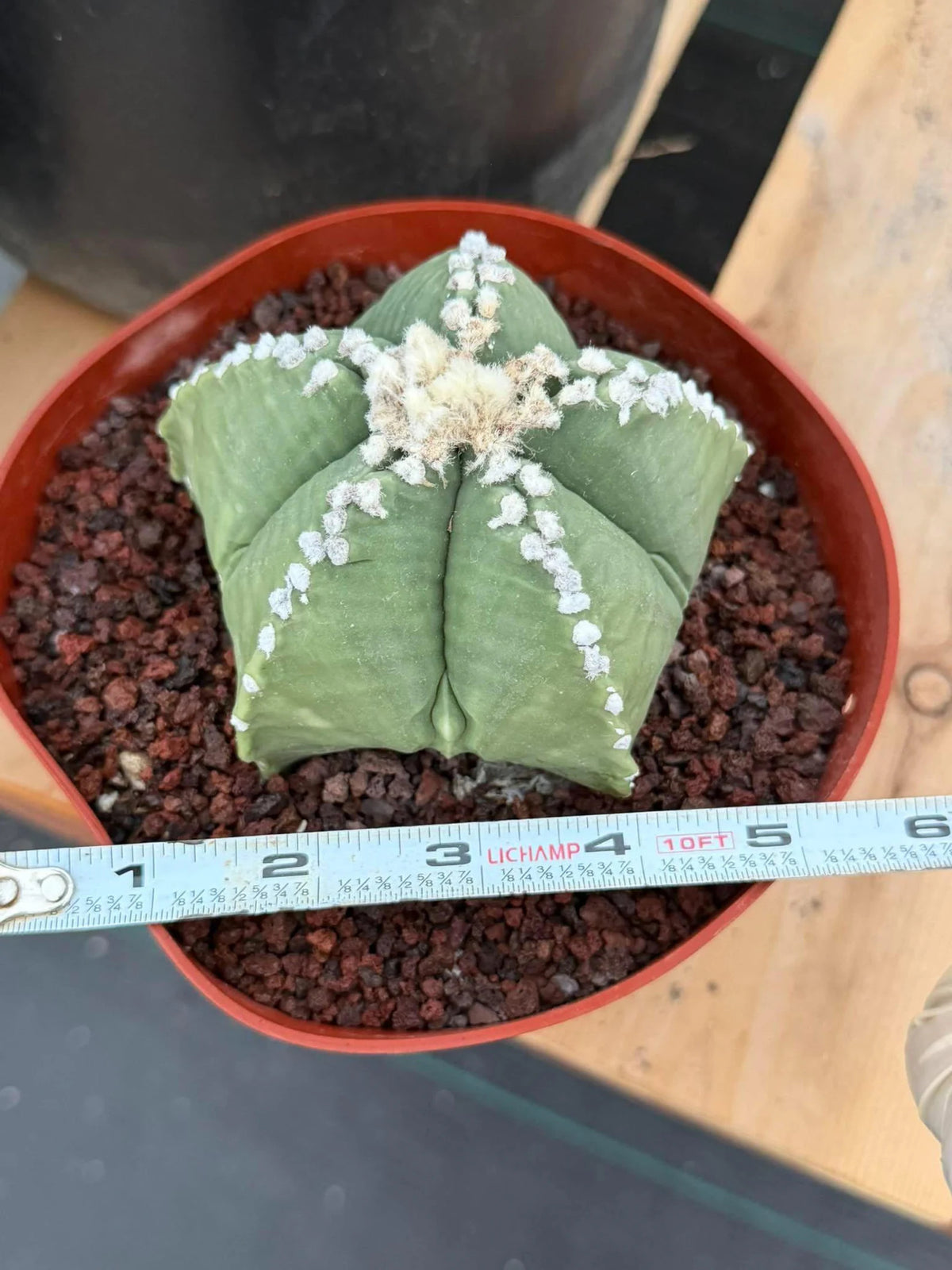 Astrophytum Myriostigma | Seed Grown | Rare Cactus | Spineless Succulent | Easy Care Indoor Collector Plant Gift #921