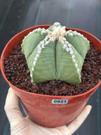 Astrophytum Myriostigma | Seed Grown | Rare Cactus | Spineless Succulent | Easy Care Indoor Collector Plant Gift #921