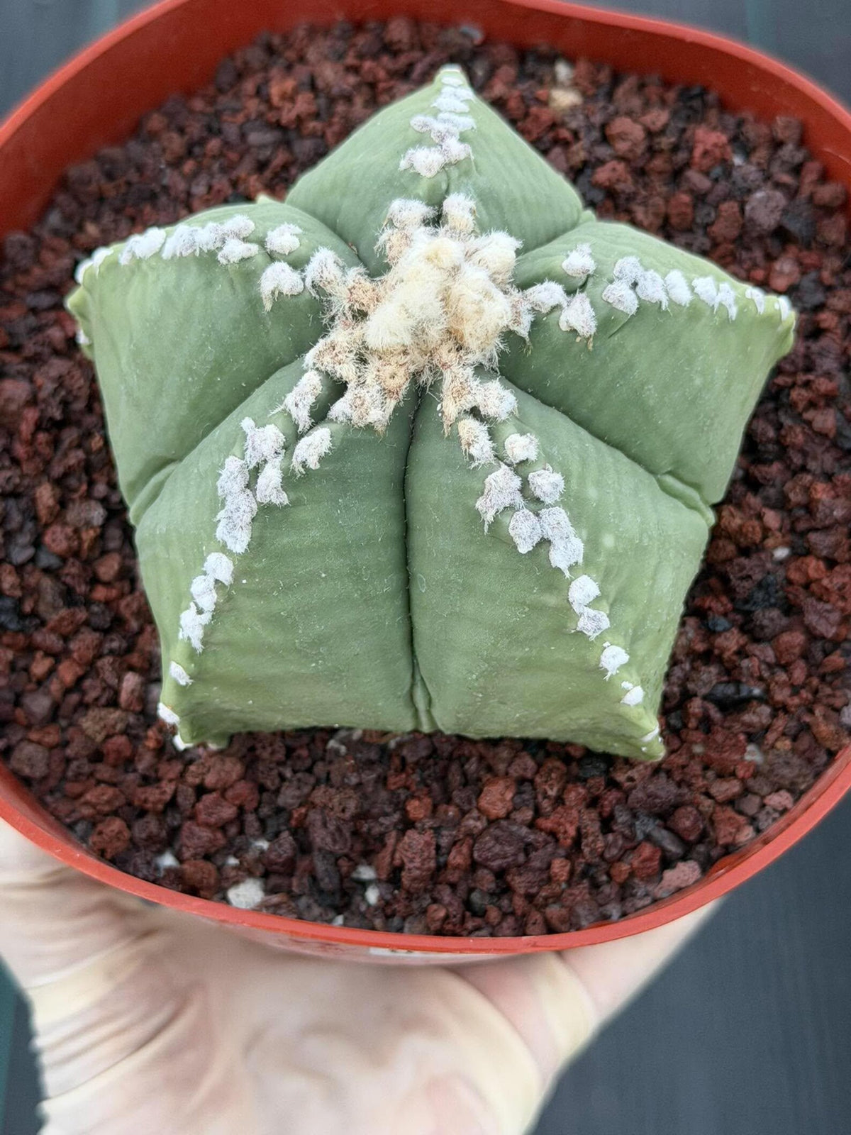 Astrophytum Myriostigma | Seed Grown | Rare Cactus | Spineless Succulent | Easy Care Indoor Collector Plant Gift #921