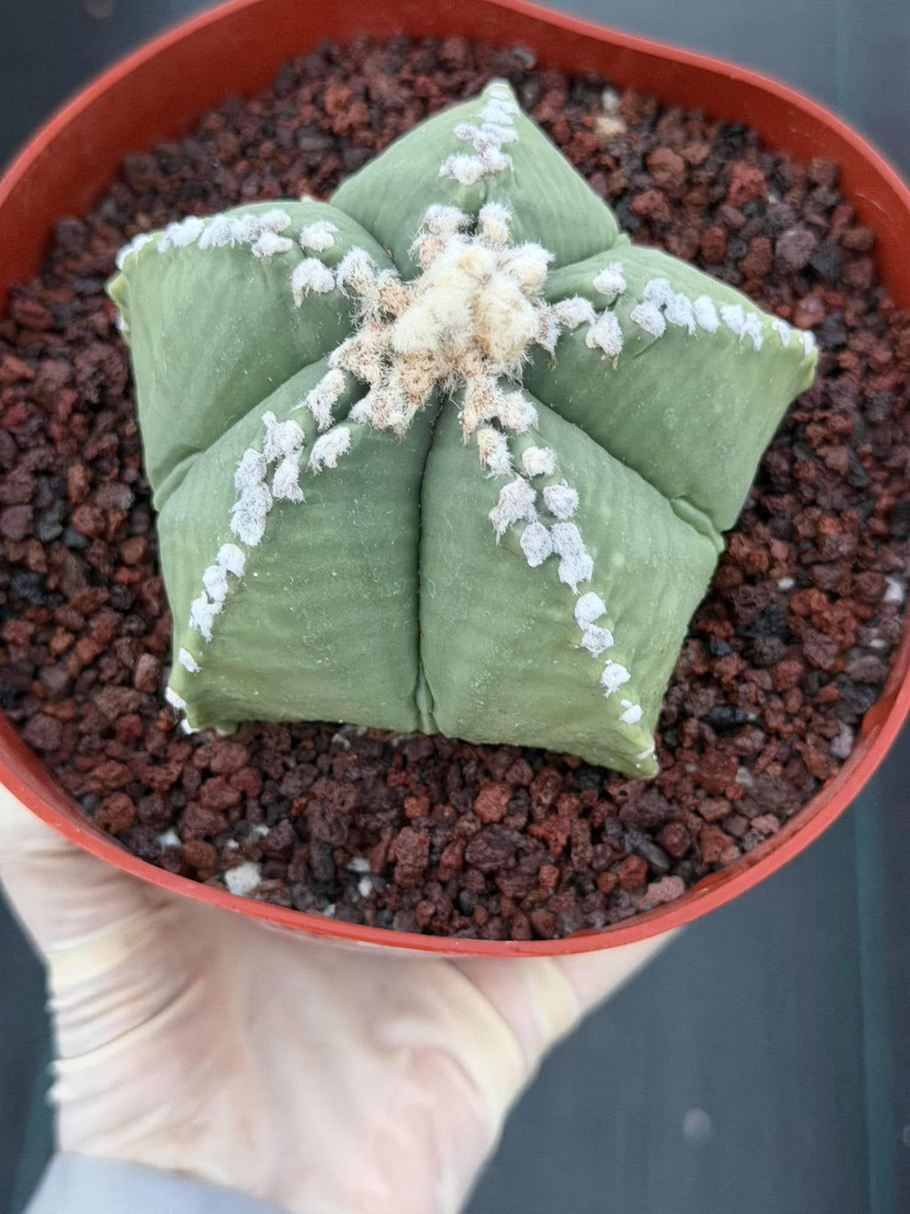 Astrophytum Myriostigma | Seed Grown | Rare Cactus | Spineless Succulent | Easy Care Indoor Collector Plant Gift #921
