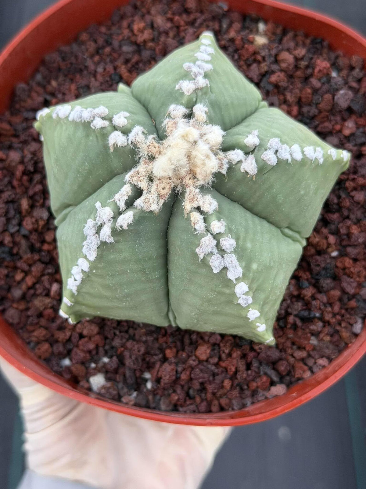 Astrophytum Myriostigma | Seed Grown | Rare Cactus | Spineless Succulent | Easy Care Indoor Collector Plant Gift #921