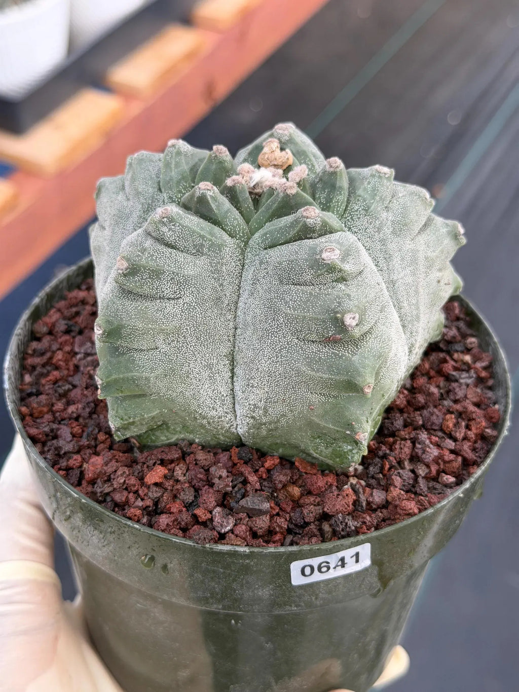 Astrophytum Myriostigma Kikko | Live Cactus | Rare Plant #641