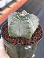 Astrophytum Myriostigma Kikko | Live Cactus | Rare Plant #641