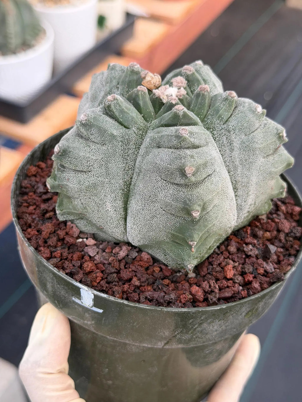 Astrophytum Myriostigma Kikko | Live Cactus | Rare Plant #641