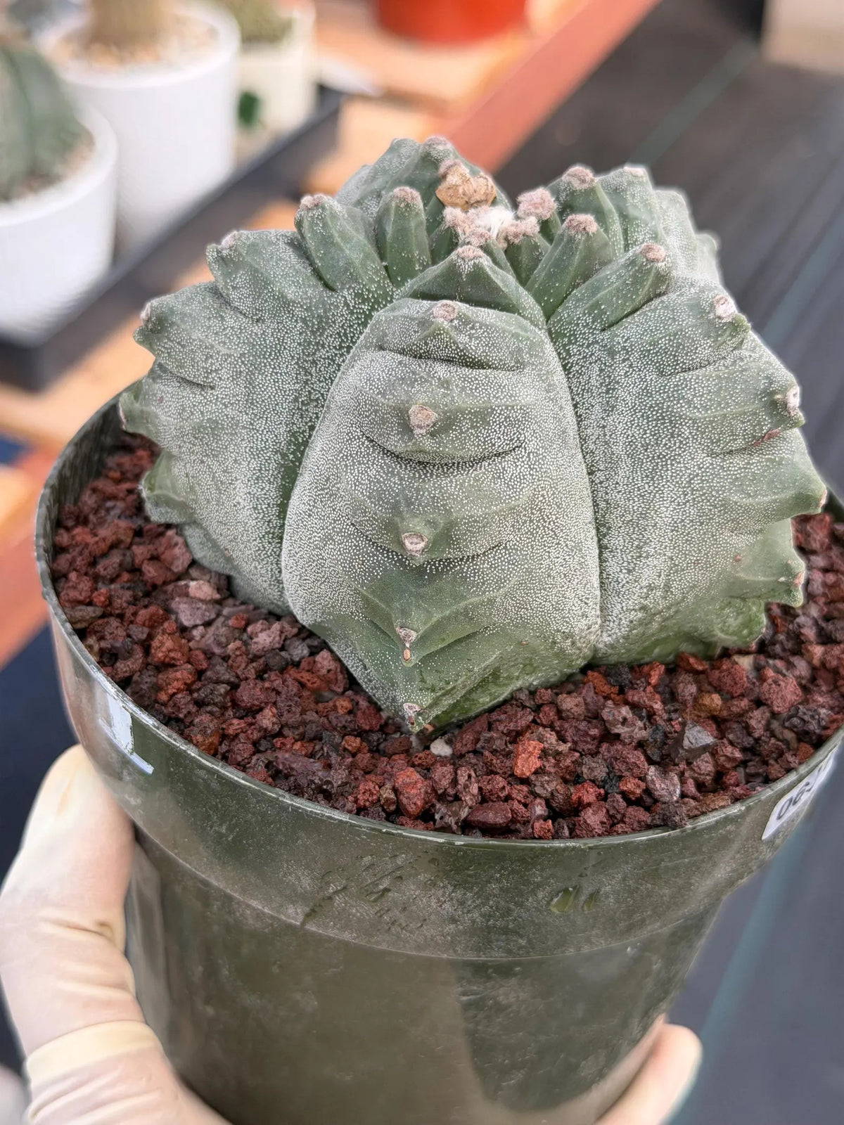 Astrophytum Myriostigma Kikko | Live Cactus | Rare Plant #641