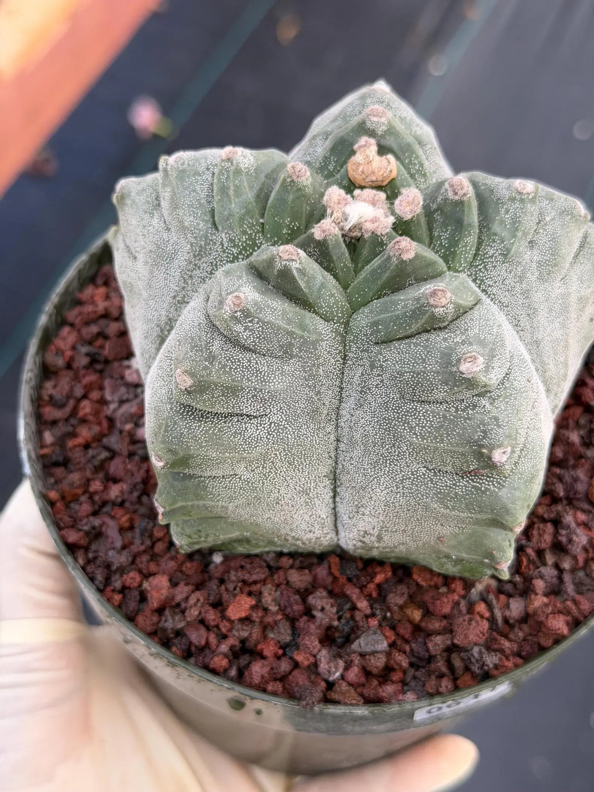 Astrophytum Myriostigma Kikko | Live Cactus | Rare Plant #641
