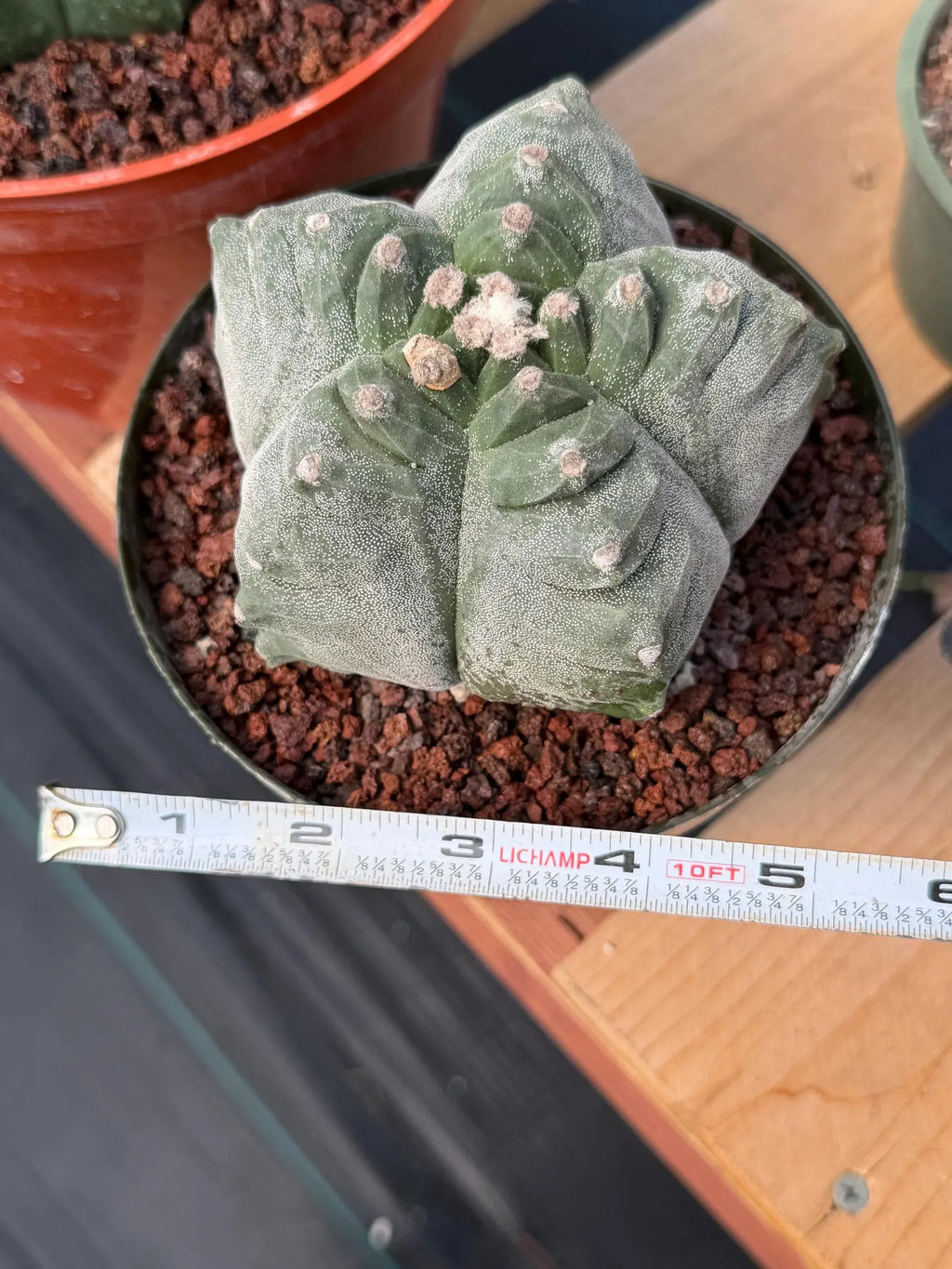 Astrophytum Myriostigma Kikko | Live Cactus | Rare Plant #641