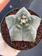 Astrophytum Myriostigma Kikko | Live Cactus | Rare Plant #641