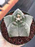 Astrophytum Myriostigma Kikko | Live Cactus | Rare Plant #641