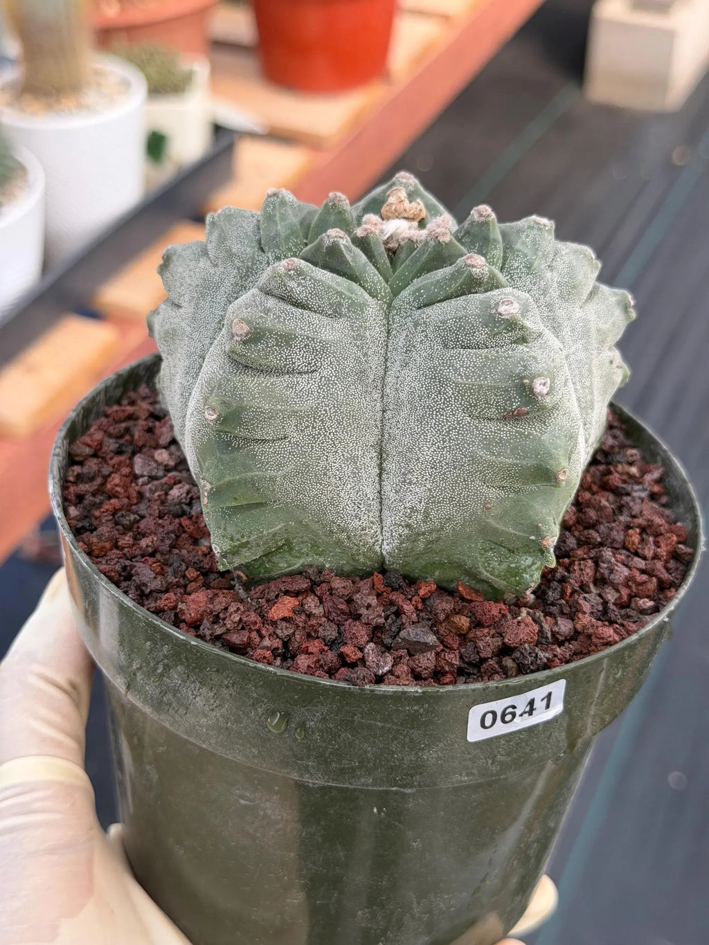 Astrophytum Myriostigma Kikko | Live Cactus | Rare Plant #641