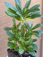 Dorstenia Gigas #387 – Rare Caudex Succulent, 7" Tall in 6" Pot, Exotic Collector Plant