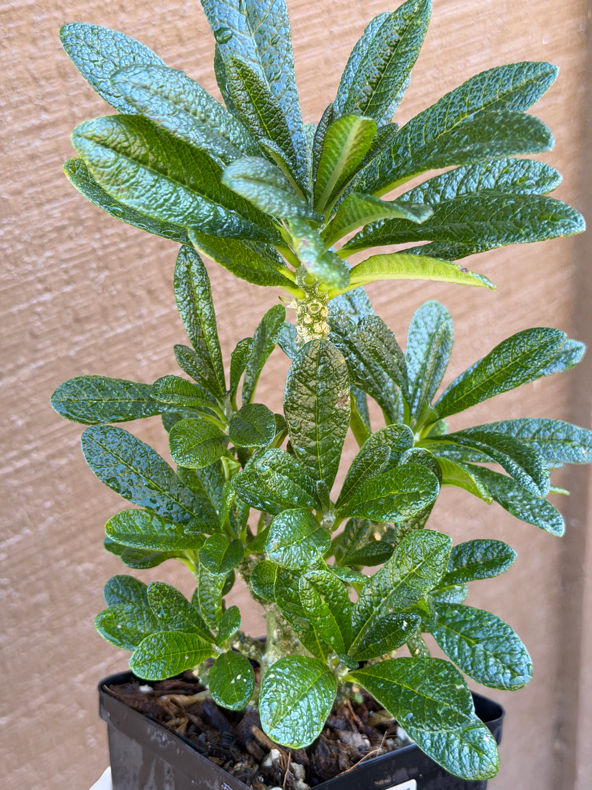 Dorstenia Gigas #387 – Rare Caudex Succulent, 7" Tall in 6" Pot, Exotic Collector Plant