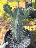 Blue Mrytle Cactus Spine Form with pups | Blue Candle Cactus | Rare Plant | Live Cactus | Columnar Cactus