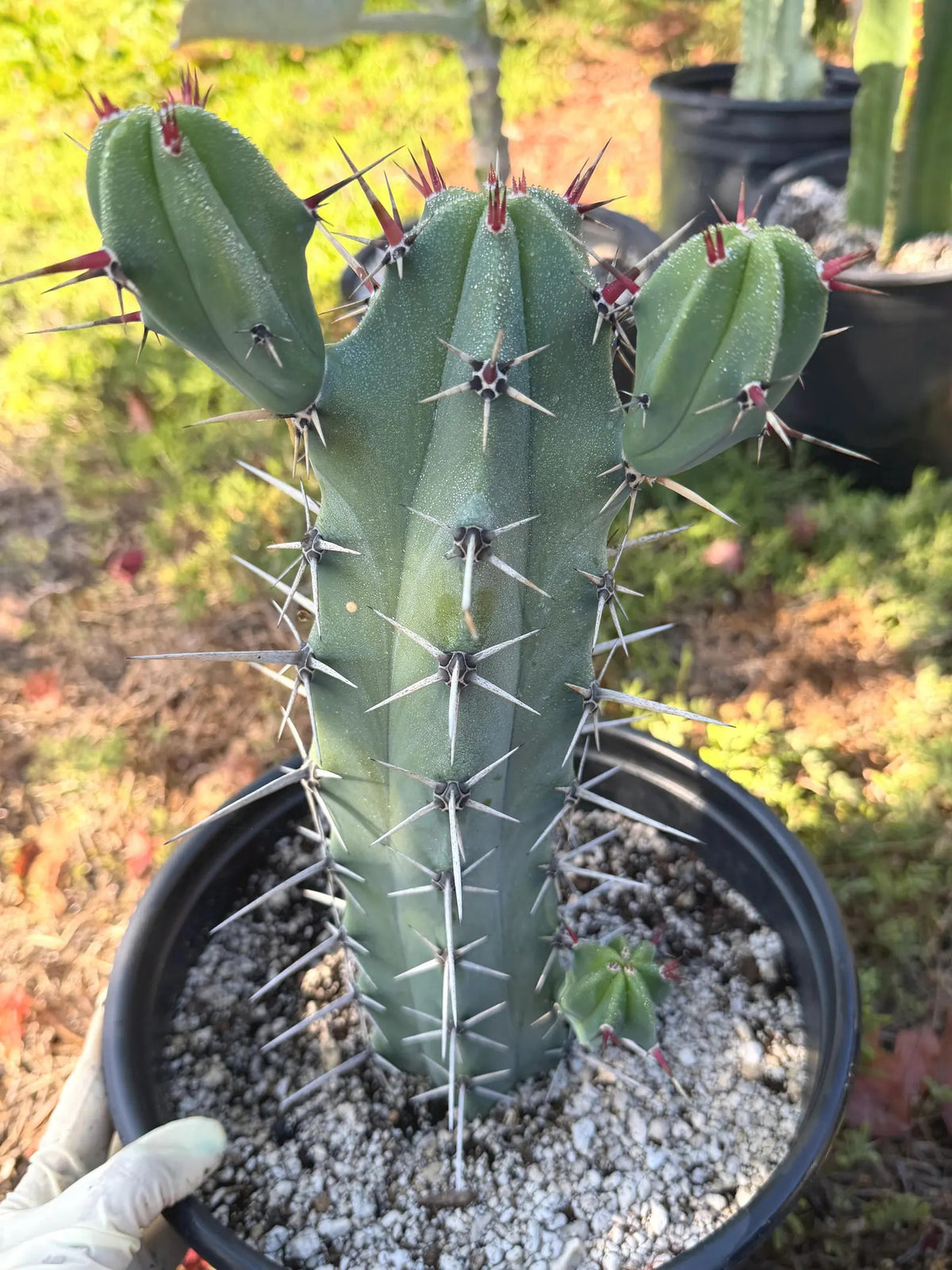 Blue Mrytle Cactus Spine Form with pups | Blue Candle Cactus | Rare Plant | Live Cactus | Columnar Cactus