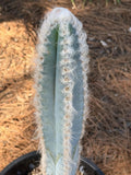 Blue Pilosocereus Pachycladus Cactus | 19” Tall Rare Live Plant