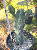 Blue Mrytle Cactus Spine Form with pups | Blue Candle Cactus | Rare Plant | Live Cactus | Columnar Cactus