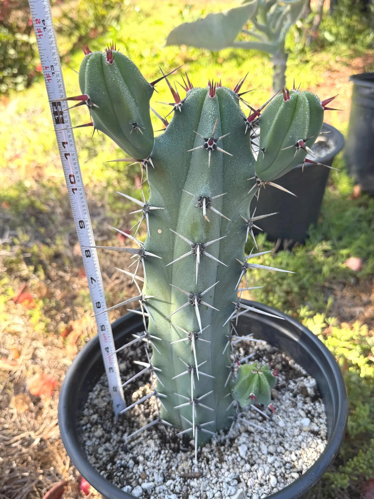 Blue Mrytle Cactus Spine Form with pups | Blue Candle Cactus | Rare Plant | Live Cactus | Columnar Cactus