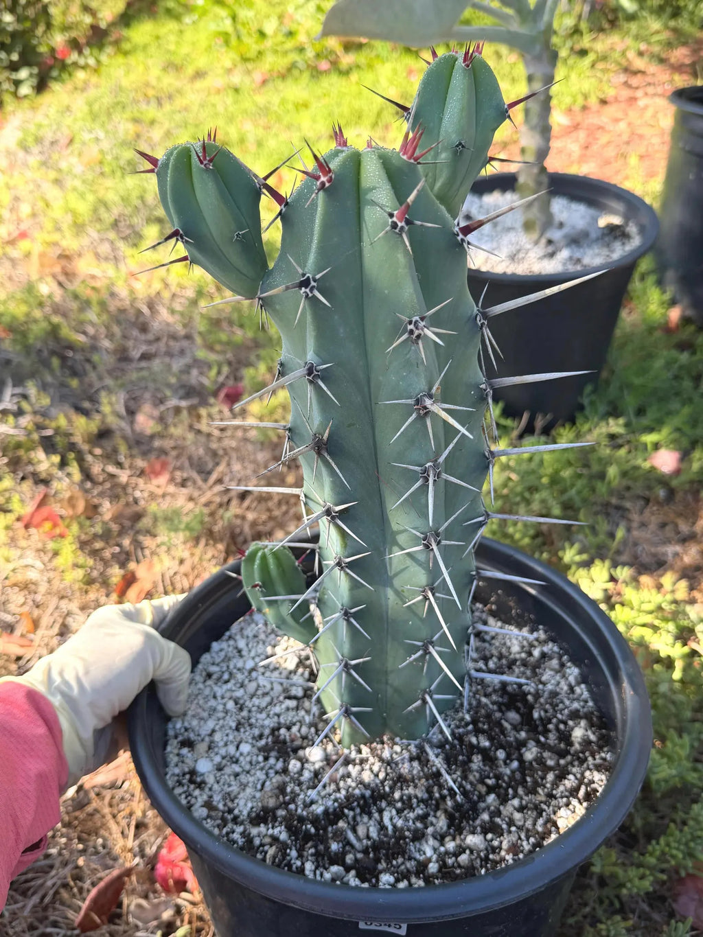 Blue Mrytle Cactus Spine Form with pups | Blue Candle Cactus | Rare Plant | Live Cactus | Columnar Cactus