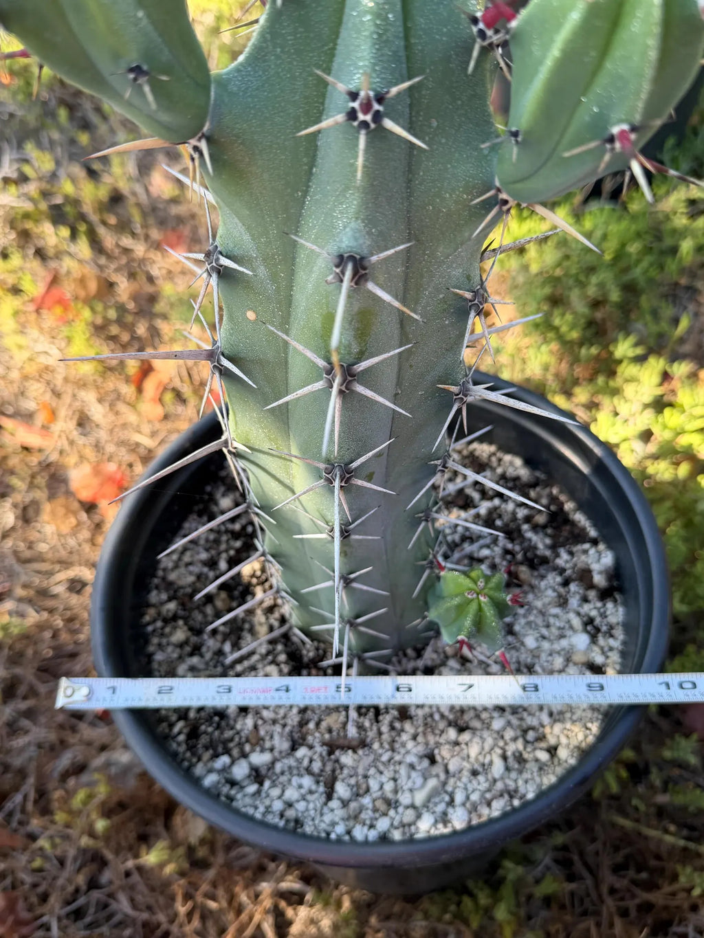 Blue Mrytle Cactus Spine Form with pups | Blue Candle Cactus | Rare Plant | Live Cactus | Columnar Cactus