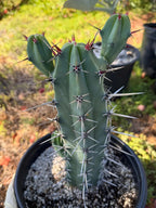 Blue Mrytle Cactus Spine Form with pups | Blue Candle Cactus | Rare Plant | Live Cactus | Columnar Cactus