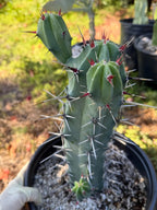 Blue Mrytle Cactus Spine Form with pups | Blue Candle Cactus | Rare Plant | Live Cactus | Columnar Cactus