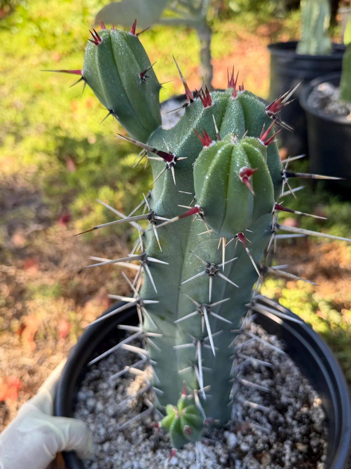 Blue Mrytle Cactus Spine Form with pups | Blue Candle Cactus | Rare Plant | Live Cactus | Columnar Cactus
