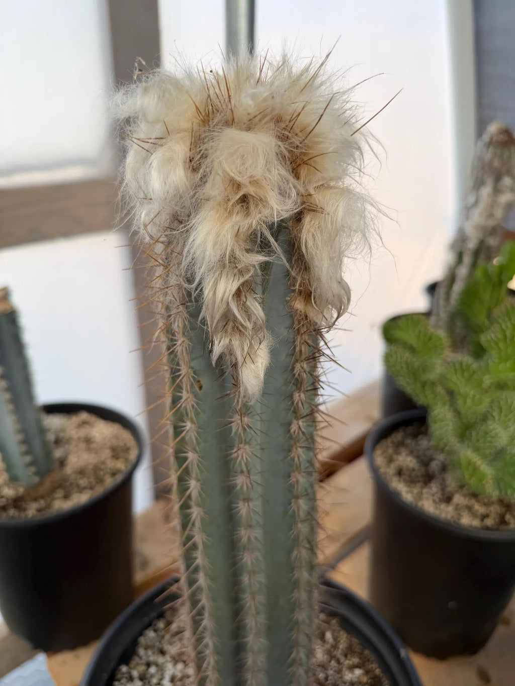 Blue Pilosocereus Pachycladus Cactus | Hairy Blue Cactus | 18” Tall Rare Live Plant