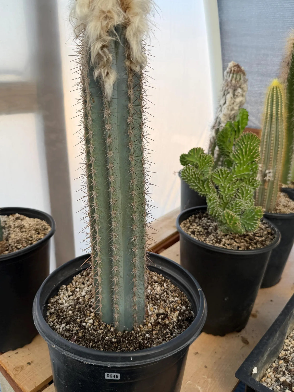 Blue Pilosocereus Pachycladus Cactus | Hairy Blue Cactus | 18” Tall Rare Live Plant