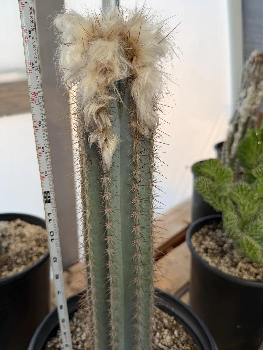 Blue Pilosocereus Pachycladus Cactus | Hairy Blue Cactus | 18” Tall Rare Live Plant