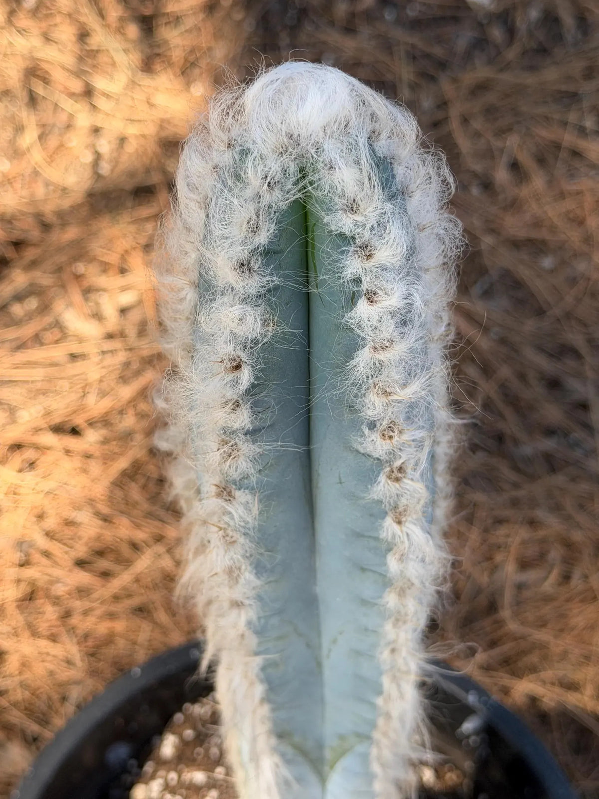 Blue Pilosocereus Pachycladus Cactus | 19” Tall Rare Live Plant