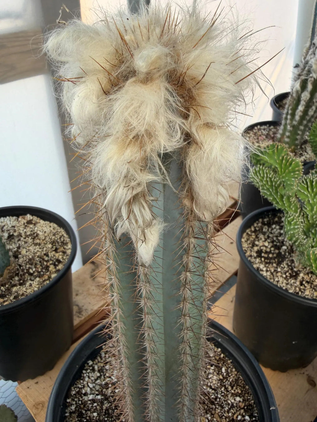 Blue Pilosocereus Pachycladus Cactus | Hairy Blue Cactus | 18” Tall Rare Live Plant