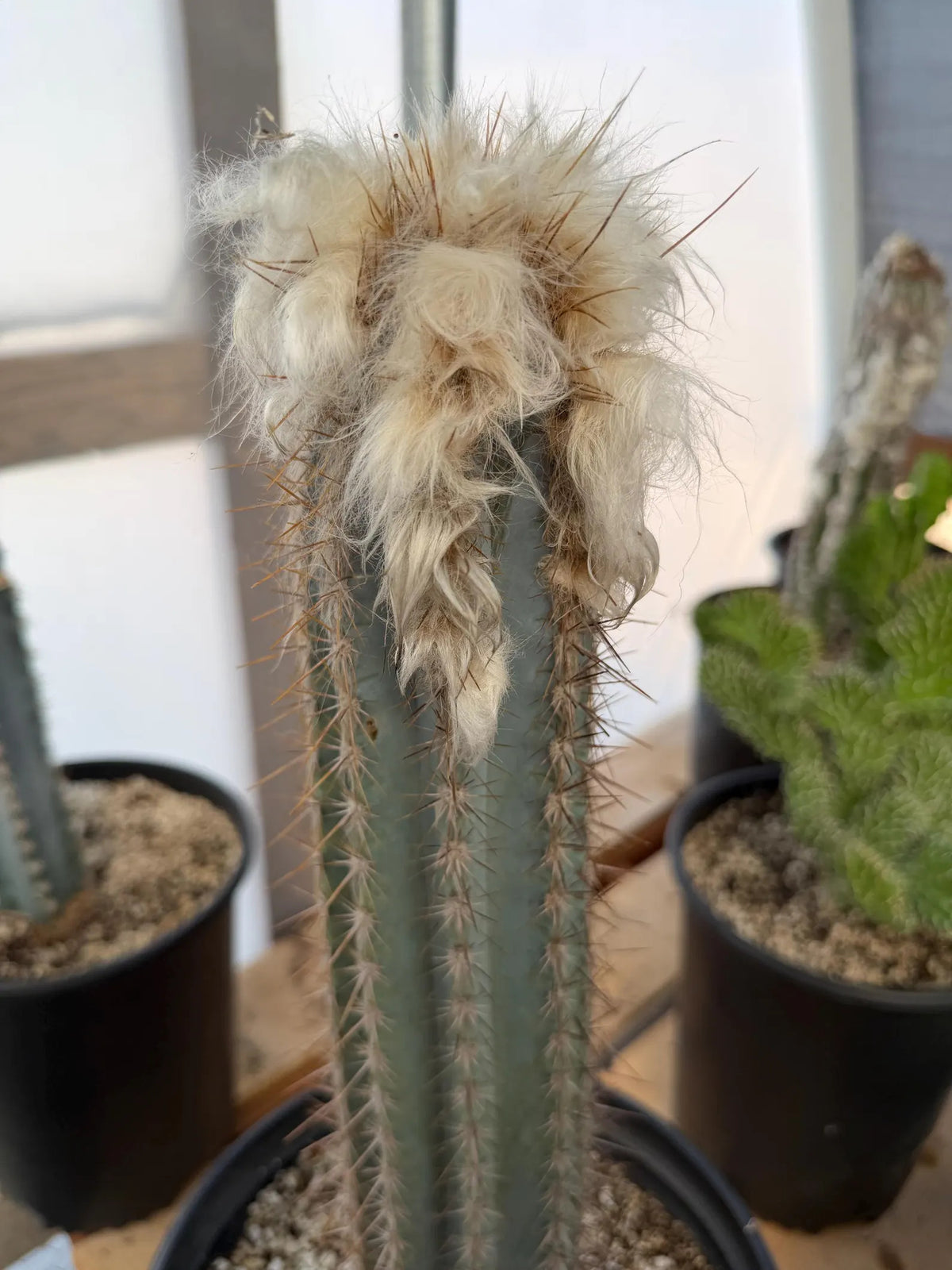 Blue Pilosocereus Pachycladus Cactus | Hairy Blue Cactus | 18” Tall Rare Live Plant