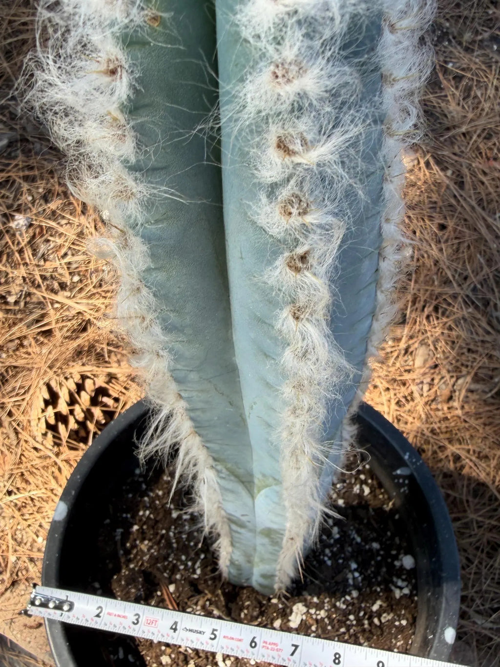 Blue Pilosocereus Pachycladus Cactus | 19” Tall Rare Live Plant